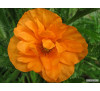 Мак альпійський "Апельсиновий рай", насіння (Papaver alpinum L. "Orange paradise")